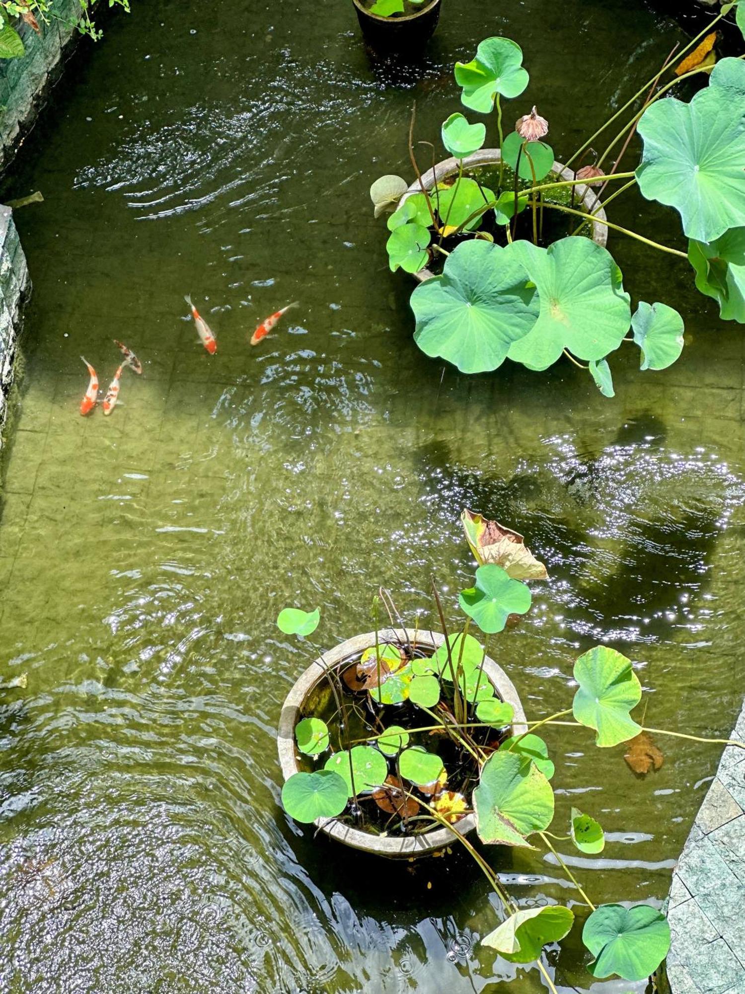 Sattva Yoga Retreat Villas Canggu Dış mekan fotoğraf
